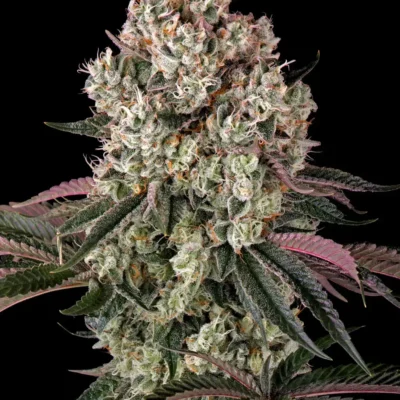 Barneys Farm Glookies