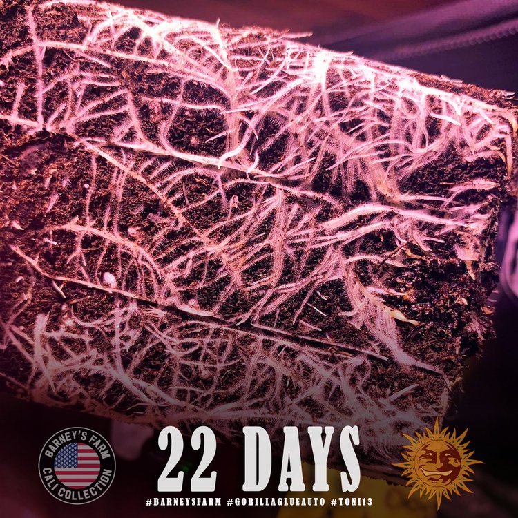 Barneys Farm Gorilla Glue Auto 3