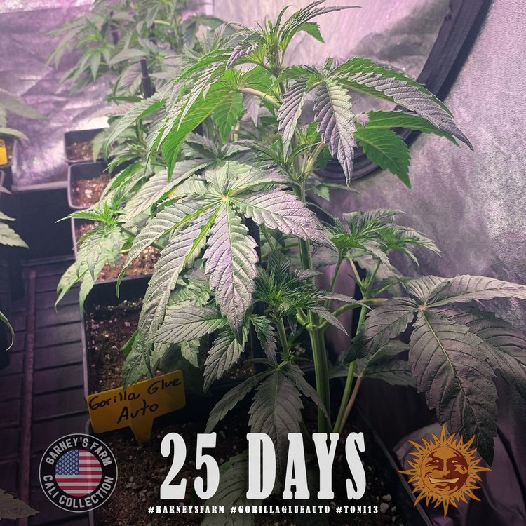 Barneys Farm Gorilla Glue Auto 4