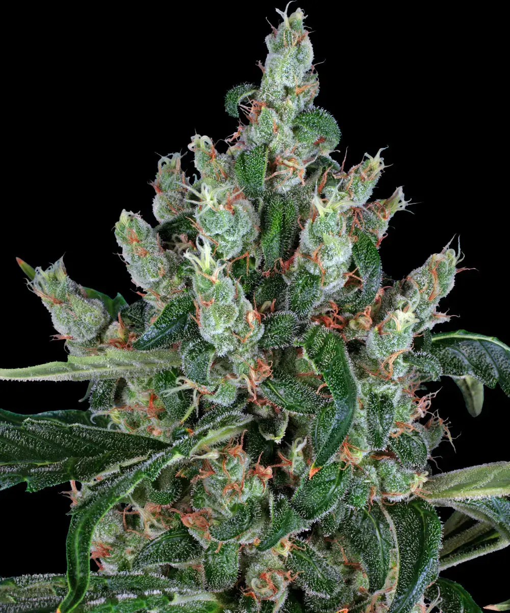 Barneys Farm Laughing Buddha