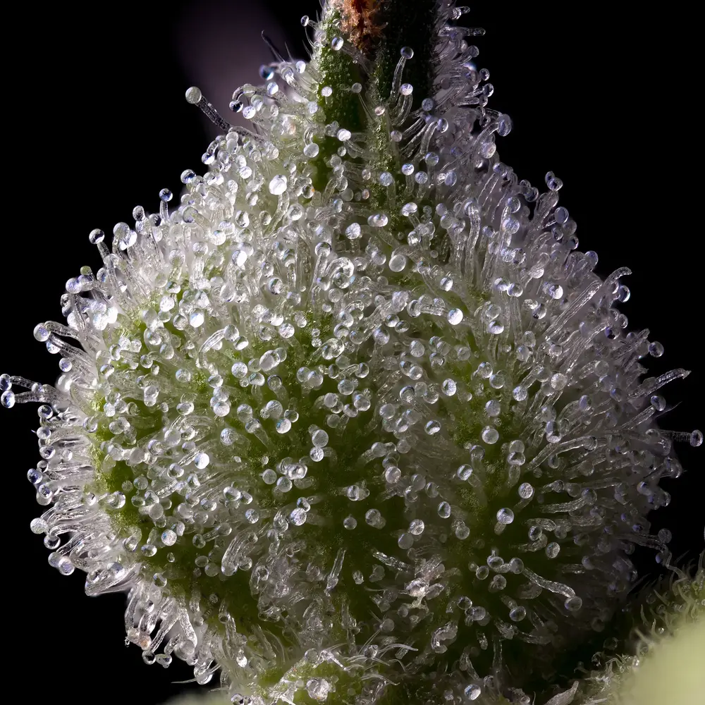 Barneys Farm Mendo Breath 3