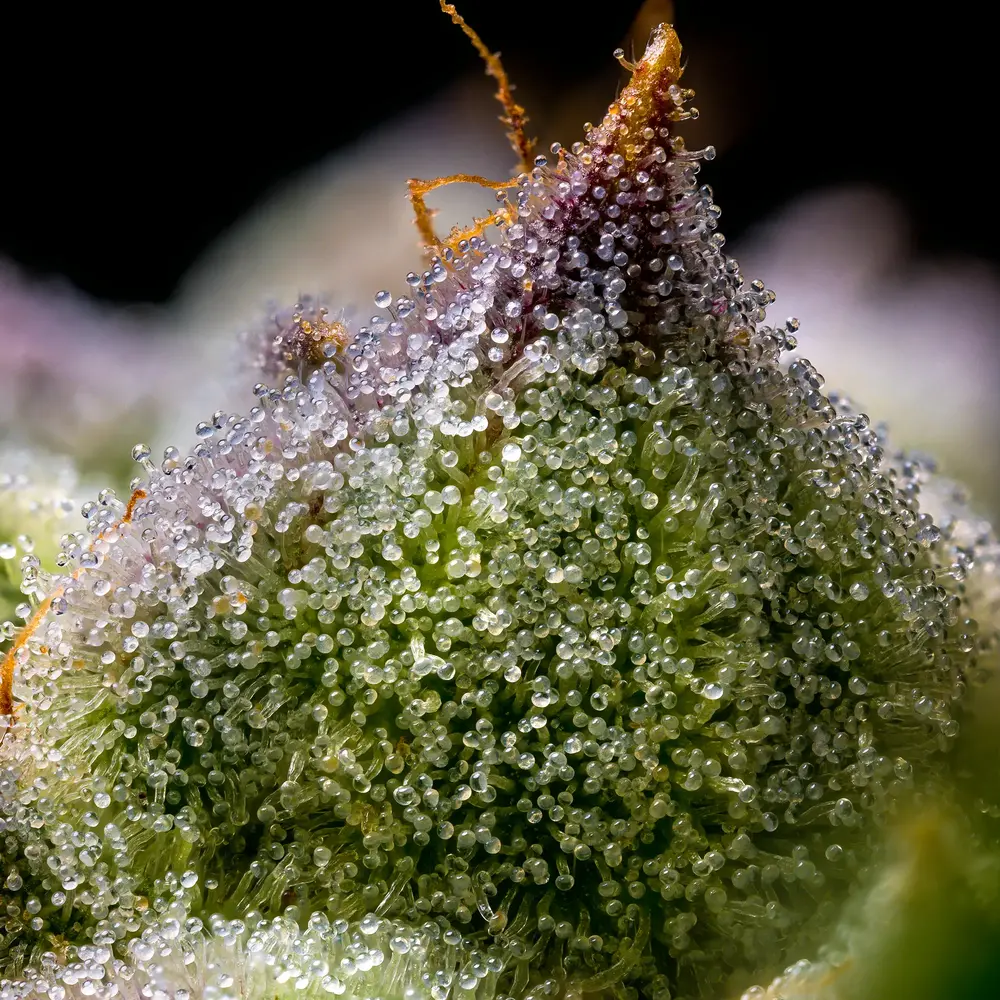 Barneys Farm Mendo Breath 4