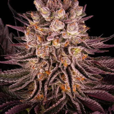 Barneys Farm Mimosa x Orange Punch 3er Pack