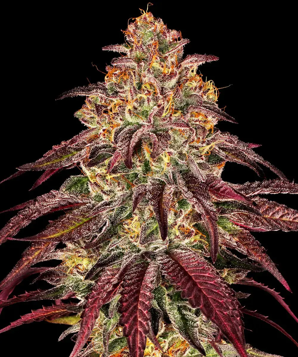 Barneys Farm Mimosa x Orange Punch Auto