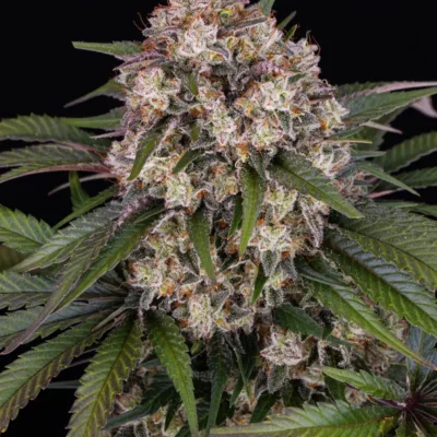 Barneys Farm OG Kush Auto