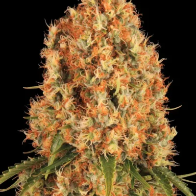 Barneys Farm Orange Sherbert