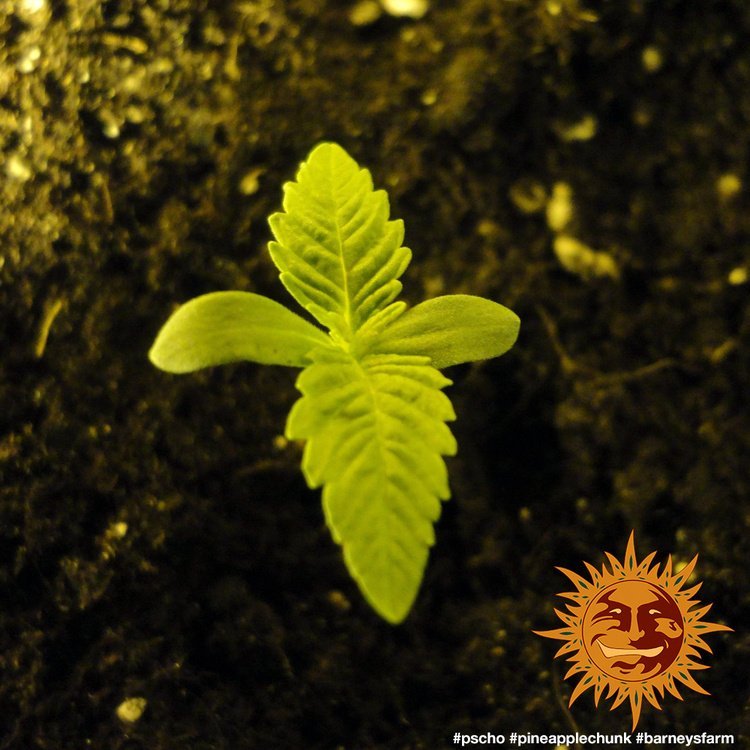 Barneys Farm Pineapple Chunk 2