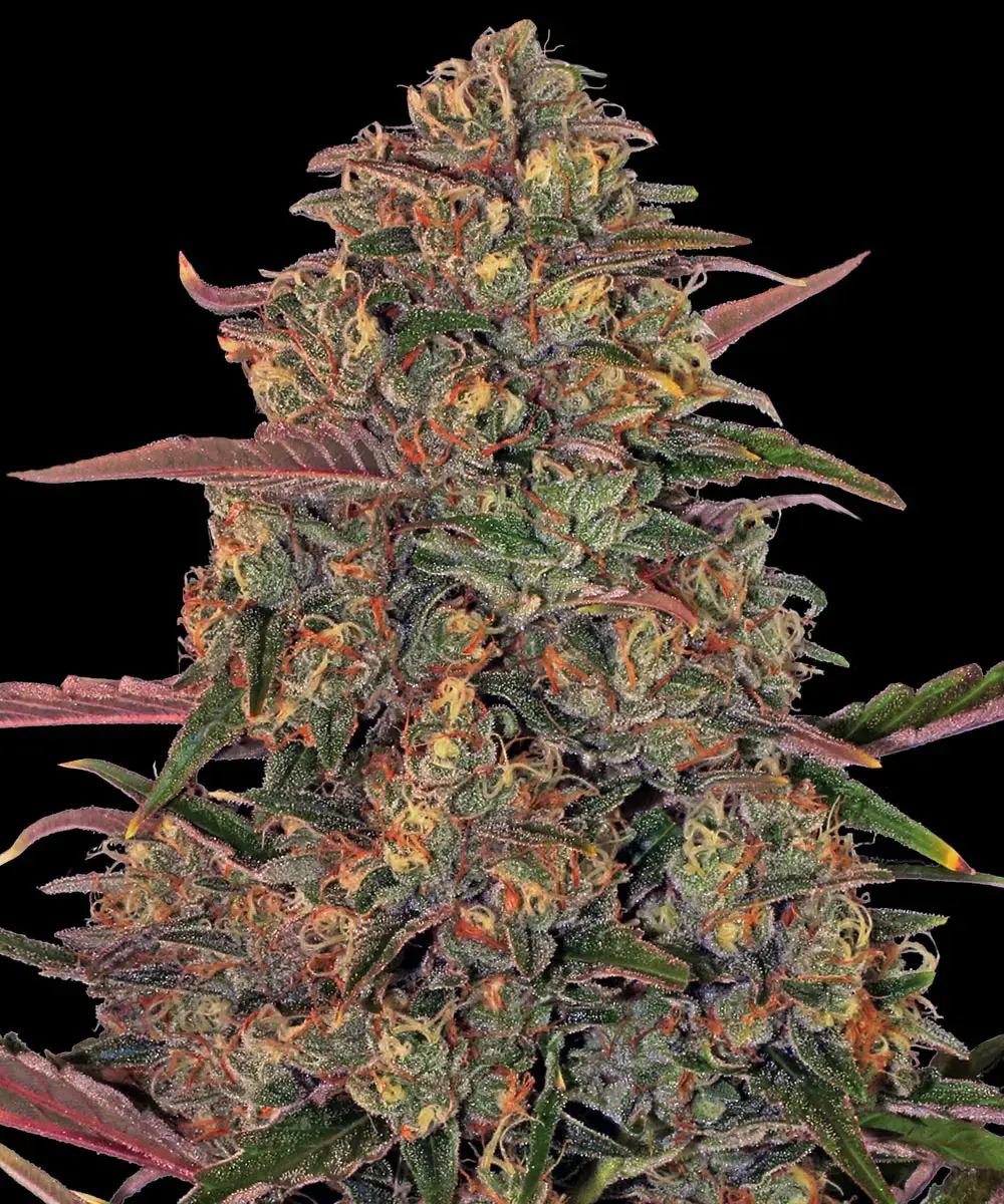 Barneys Farm Pineapple Chunk
