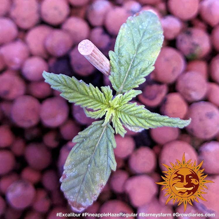 Barneys Farm Pineapple Haze Regular 2