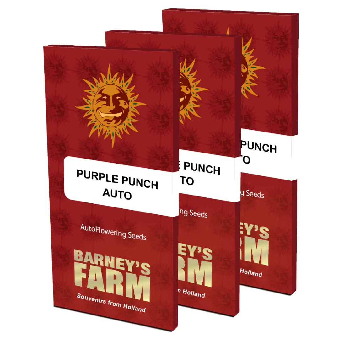 Barneys Farm Purple Punch Auto Verpackung