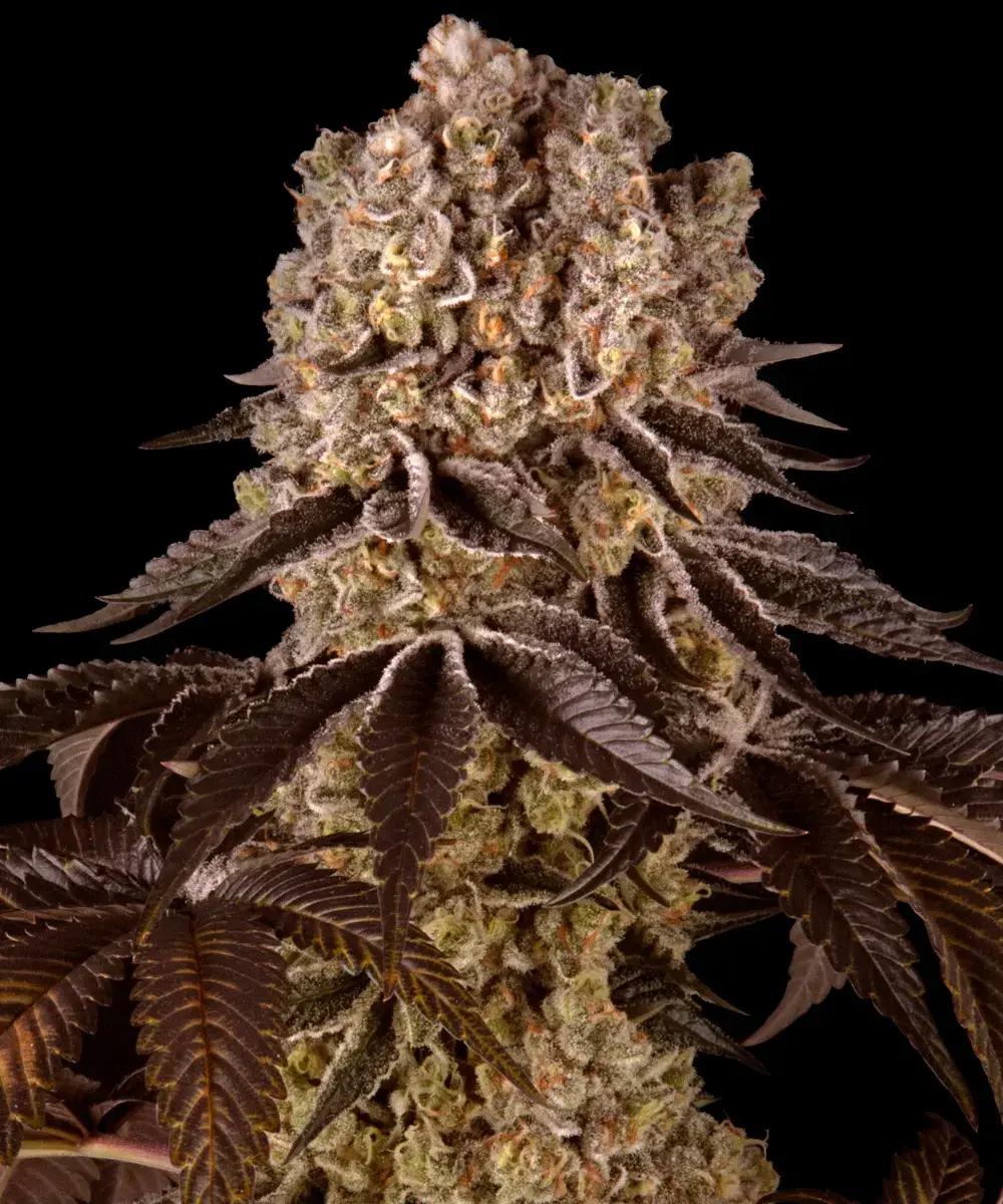 Barneys Farm Purple Punch