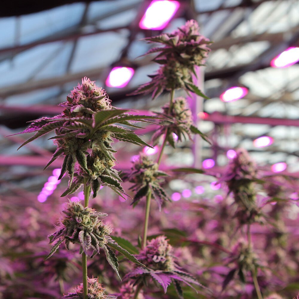 Barneys Farm RS11 x Banana OG 2