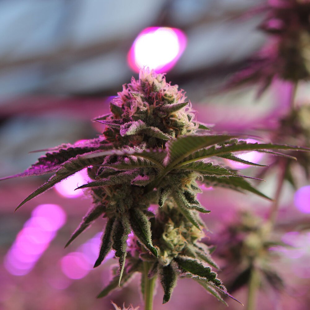 Barneys Farm RS11 x Banana OG 3