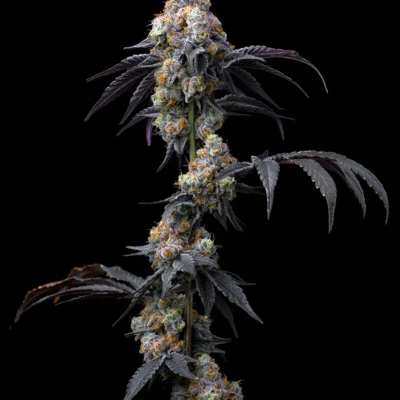 Barneys Farm Rainbow Sherbet