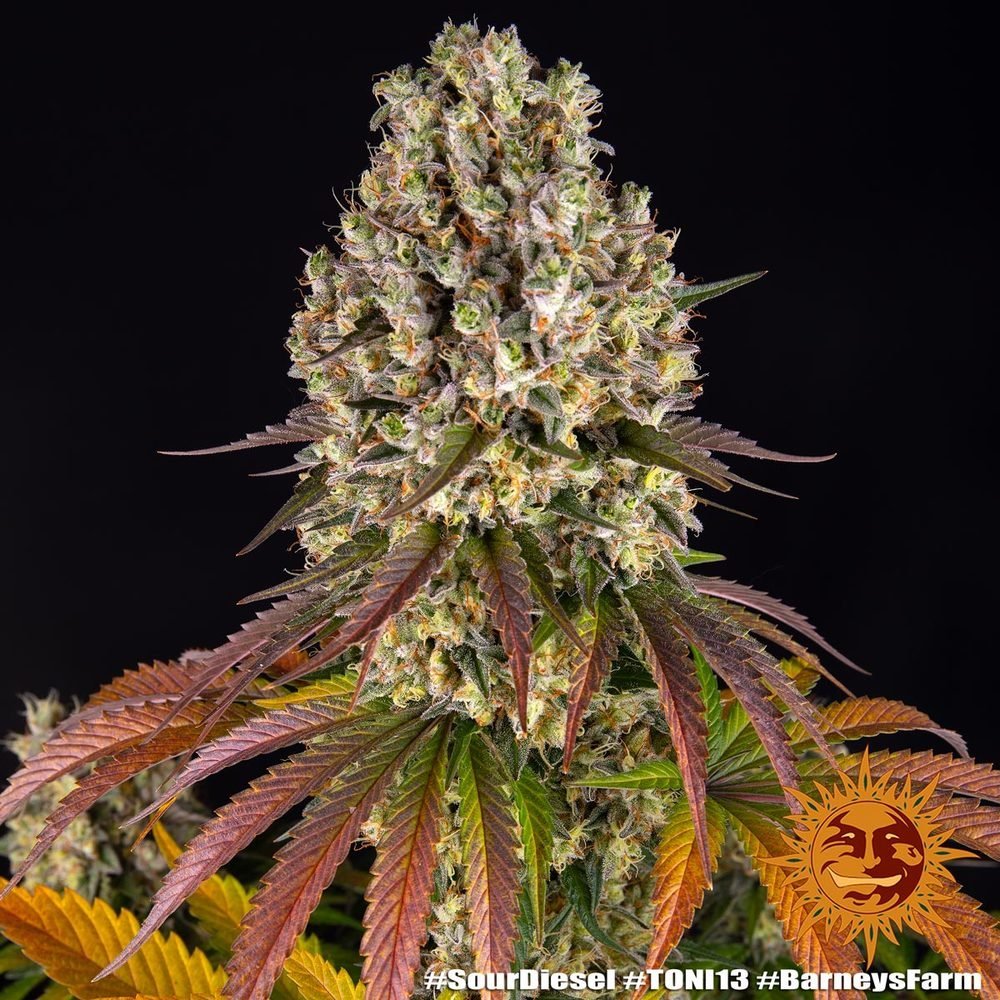 Barneys Farm Sour Diesel 3