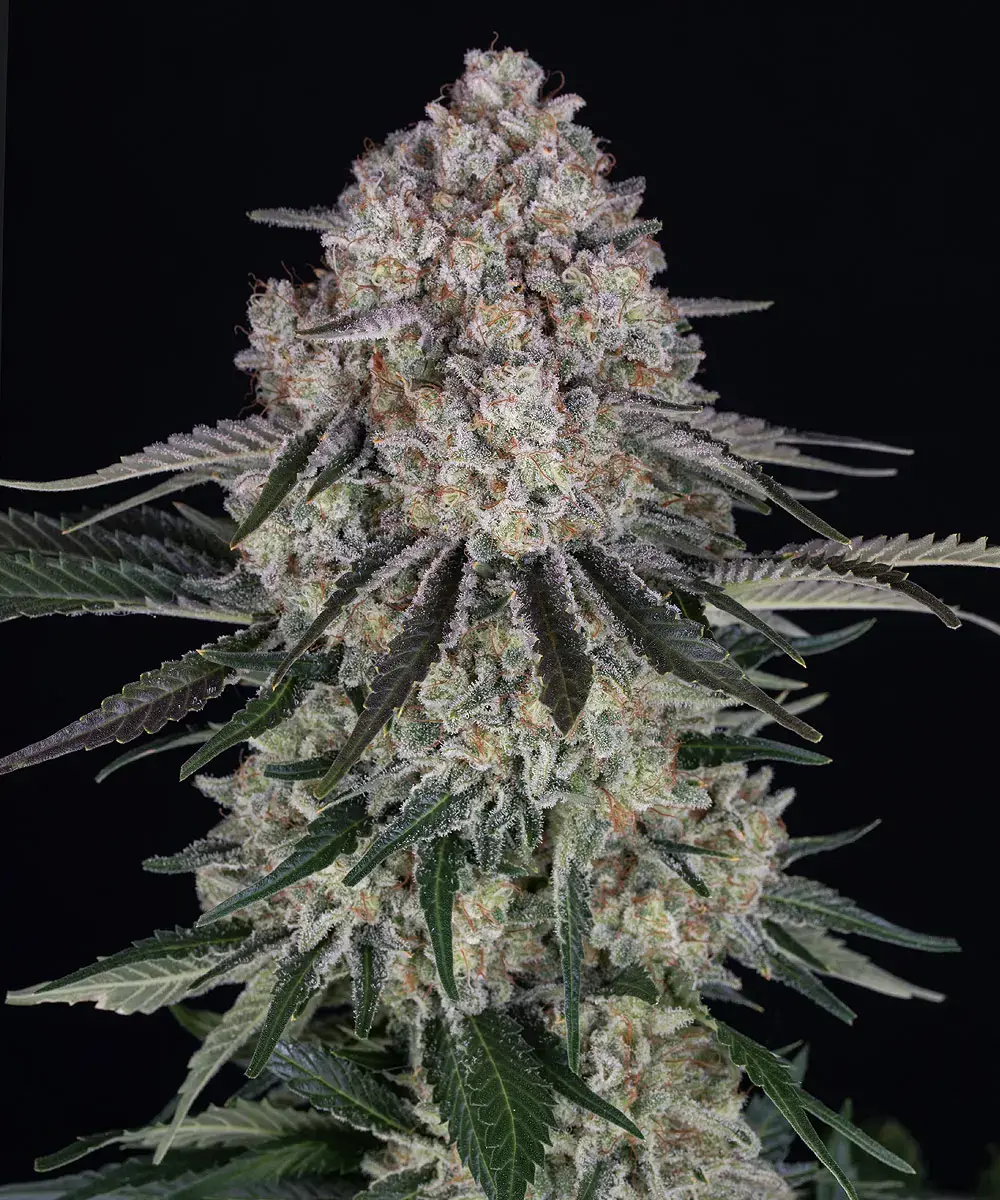 Barneys Farm Sour Diesel Auto