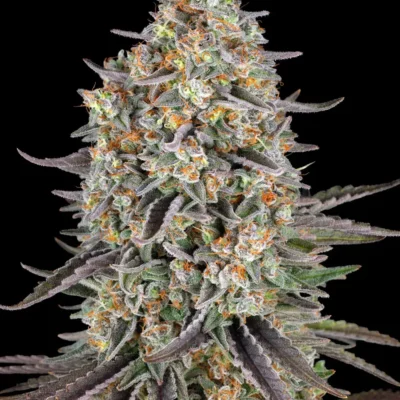 Barneys Farm Sour Strawberry
