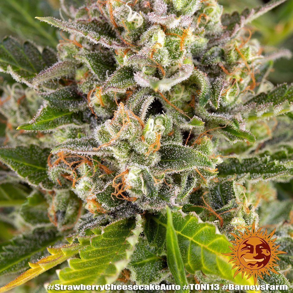 Barneys Farm Strawberry Cheescake Auto 10