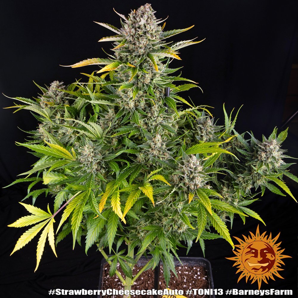 Barneys Farm Strawberry Cheescake Auto 2