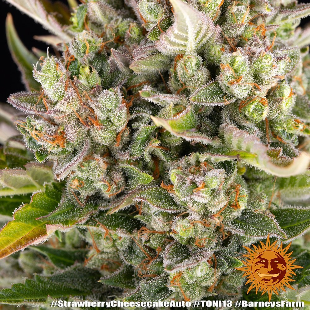 Barneys Farm Strawberry Cheescake Auto 4