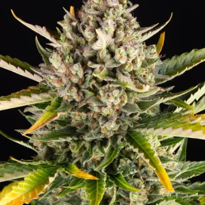 Barneys Farm Strawberry Cheescake Auto 3er Pack