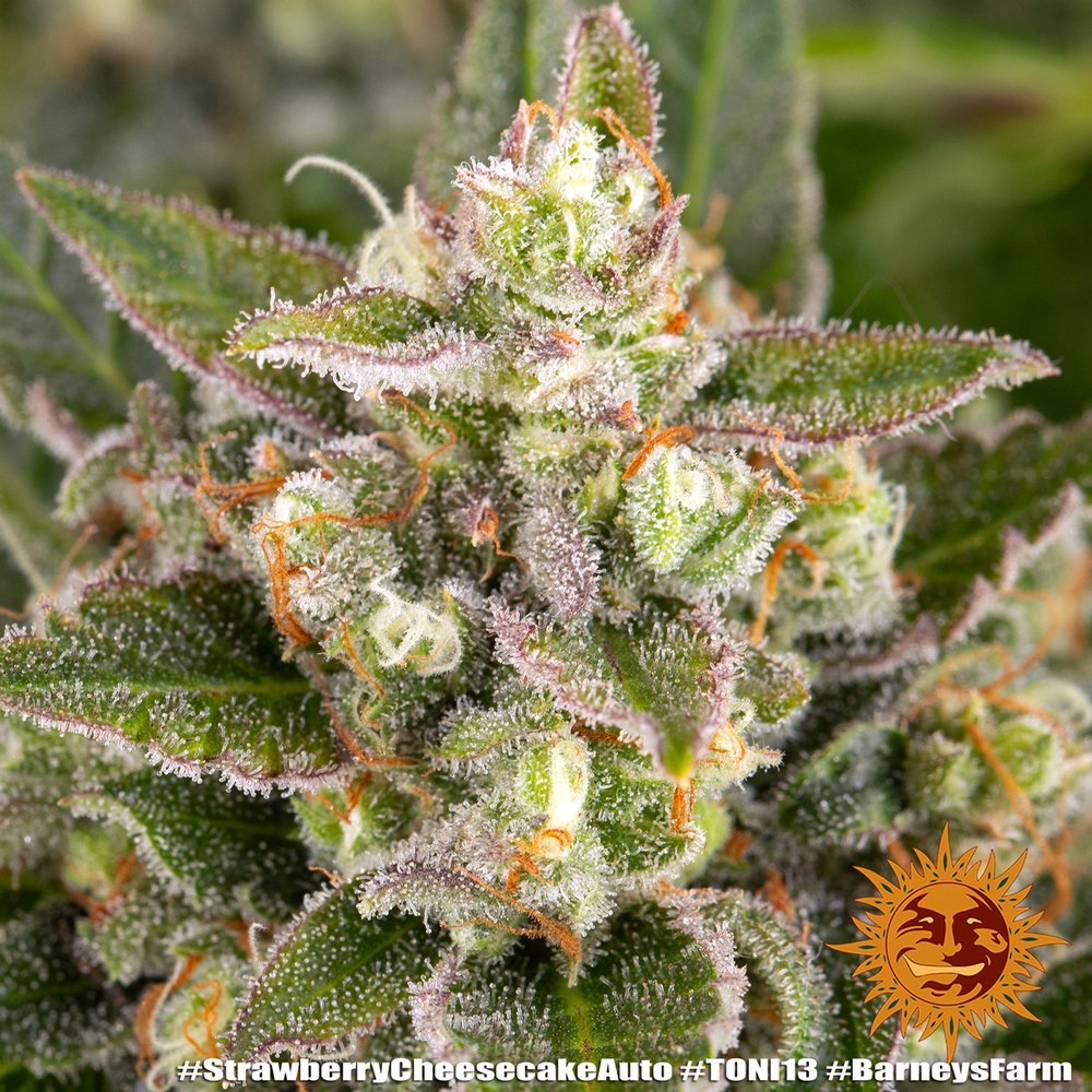 Barneys Farm Strawberry Cheescake Auto 5