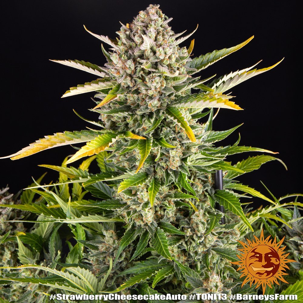 Barneys Farm Strawberry Cheescake Auto 6