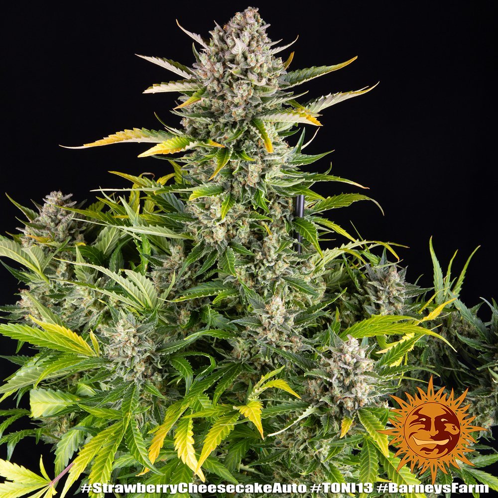 Barneys Farm Strawberry Cheescake Auto 7