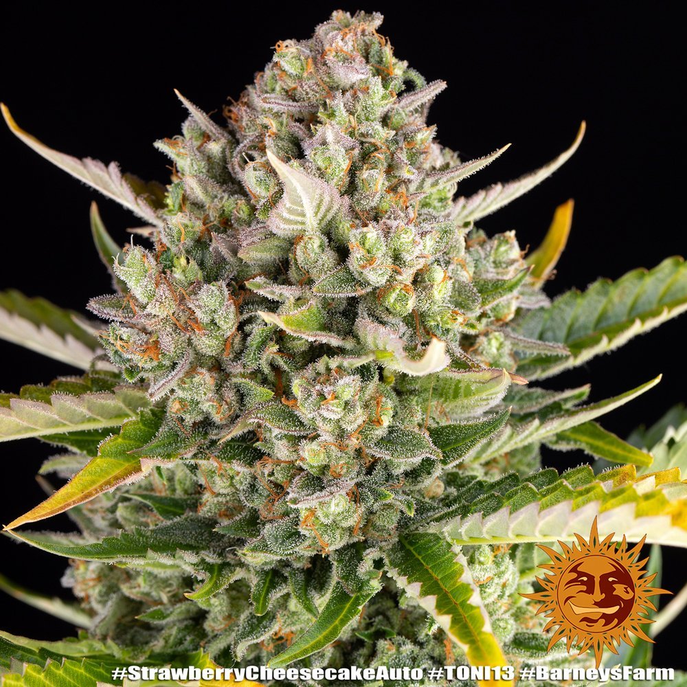 Barneys Farm Strawberry Cheescake Auto 9