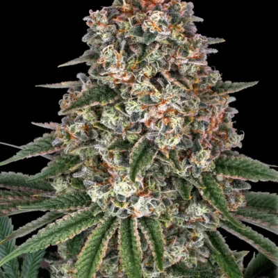 Barneys Farm Tropicanna Banana