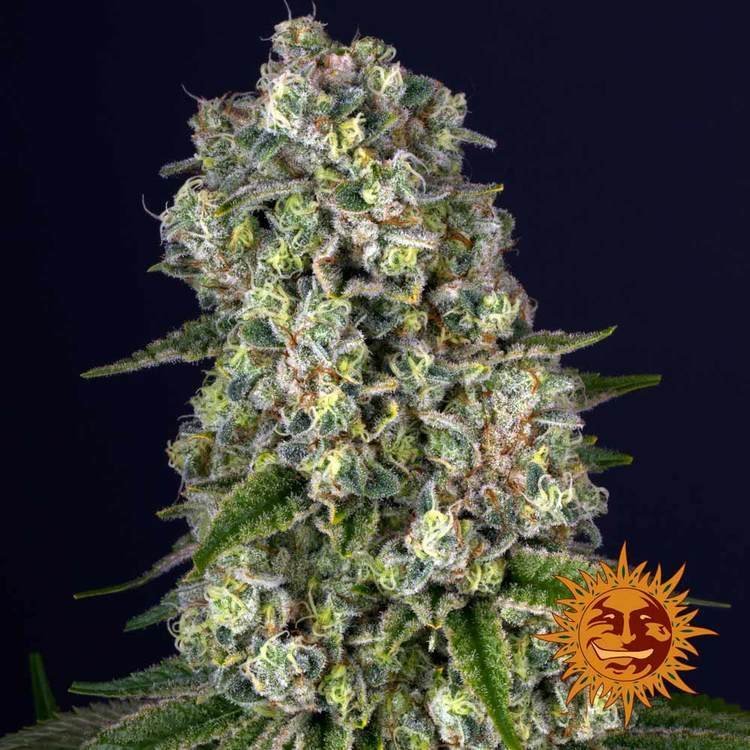 Barneys Farm Tropicana Banana 6