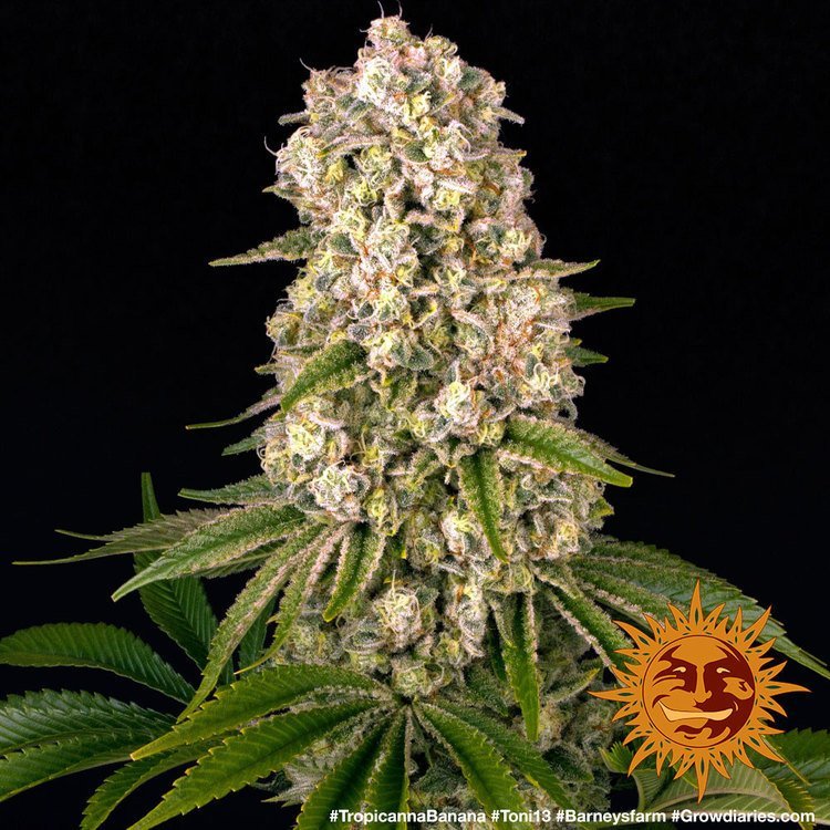 Barneys Farm Tropicana Banana 7