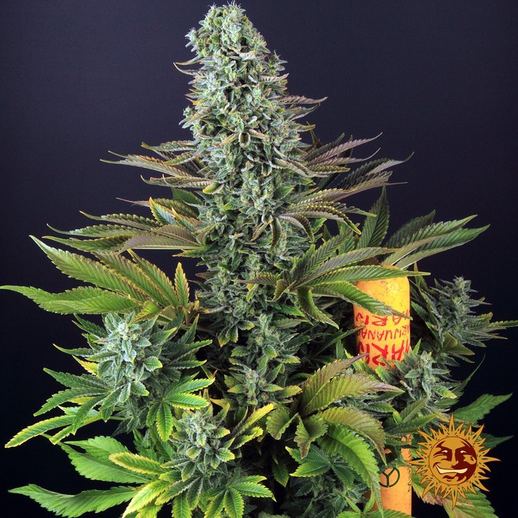 Barneys Farm Tropicana Banana 8