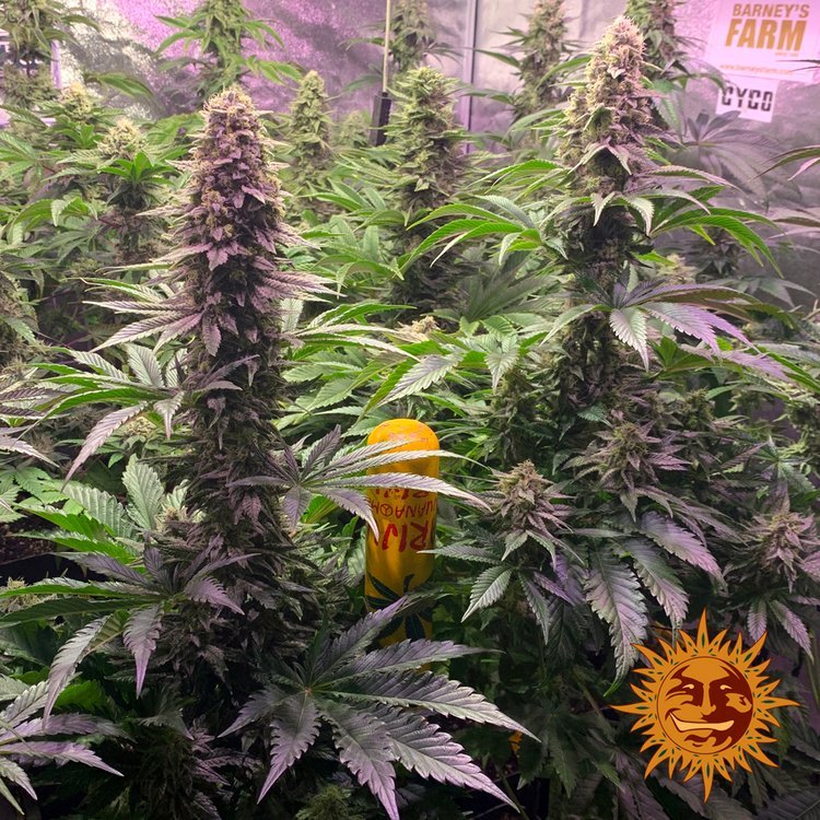 Barneys Farm Tropicana Banana 9