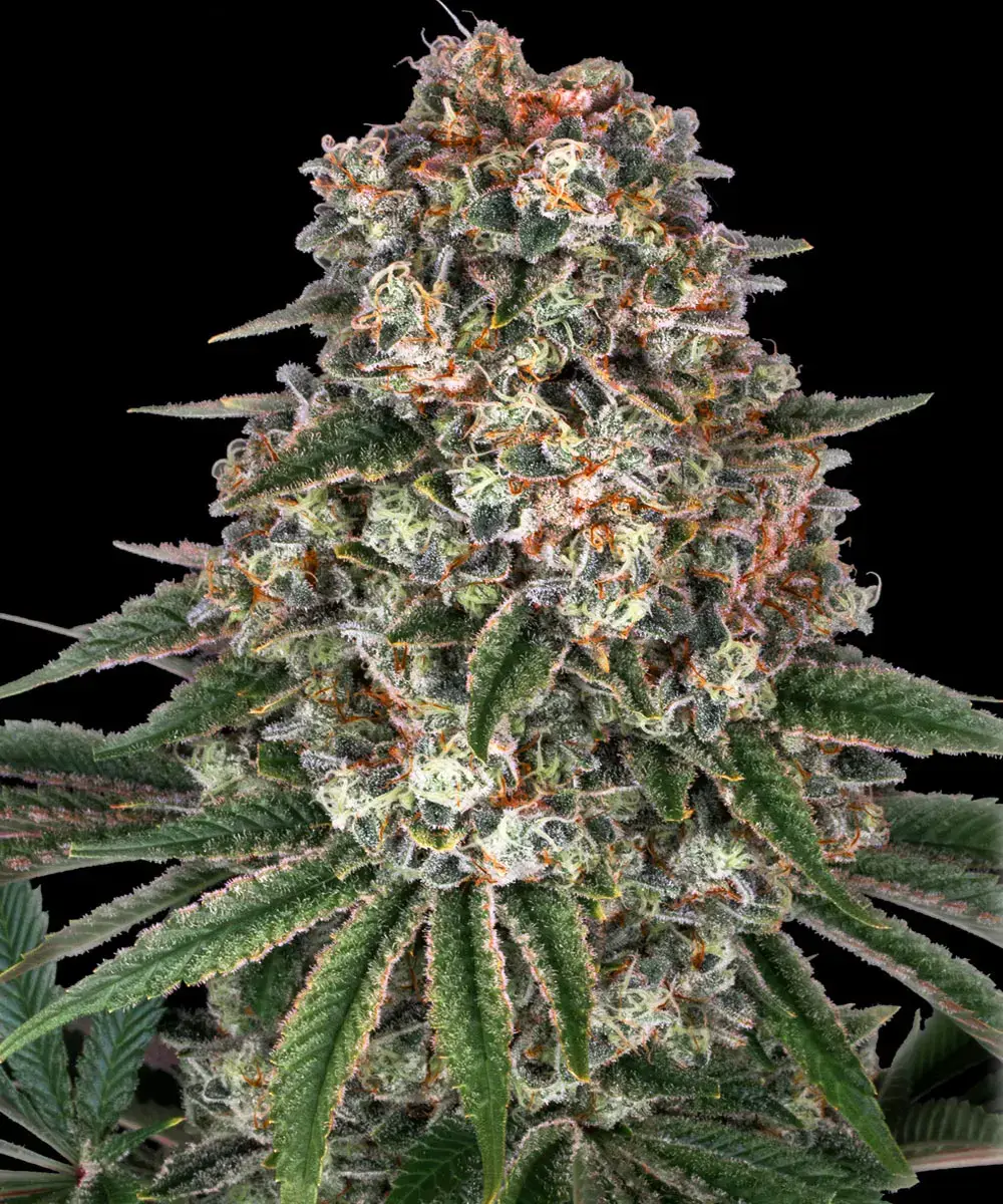 Barneys Farm Tropicana Banana