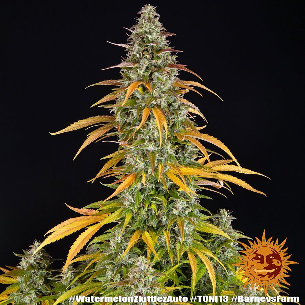 Barneys Farm Watermelon Zkittlez Auto 10