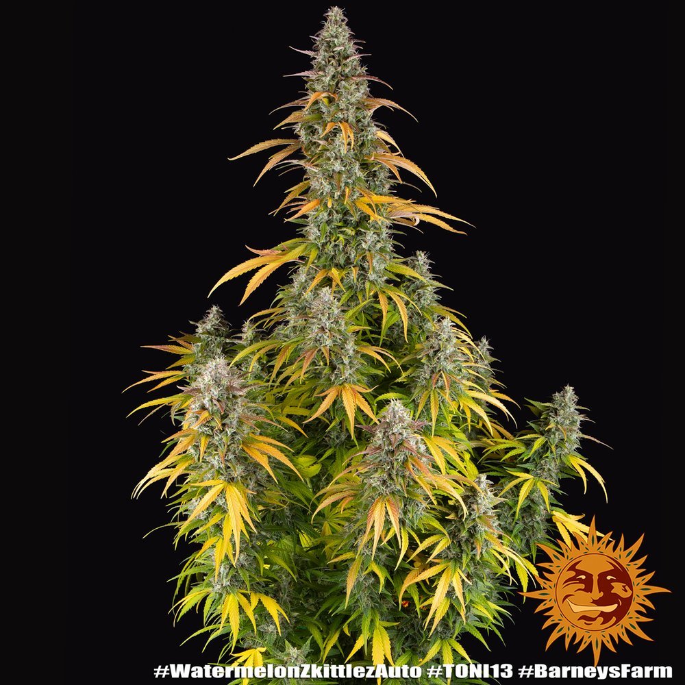 Barneys Farm Watermelon Zkittlez Auto 2