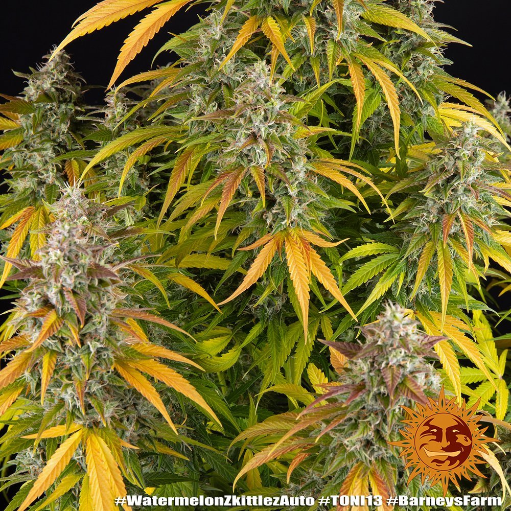 Barneys Farm Watermelon Zkittlez Auto 3
