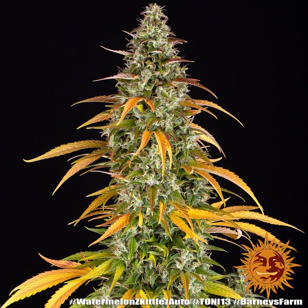 Barneys Farm Watermelon Zkittlez Auto 4
