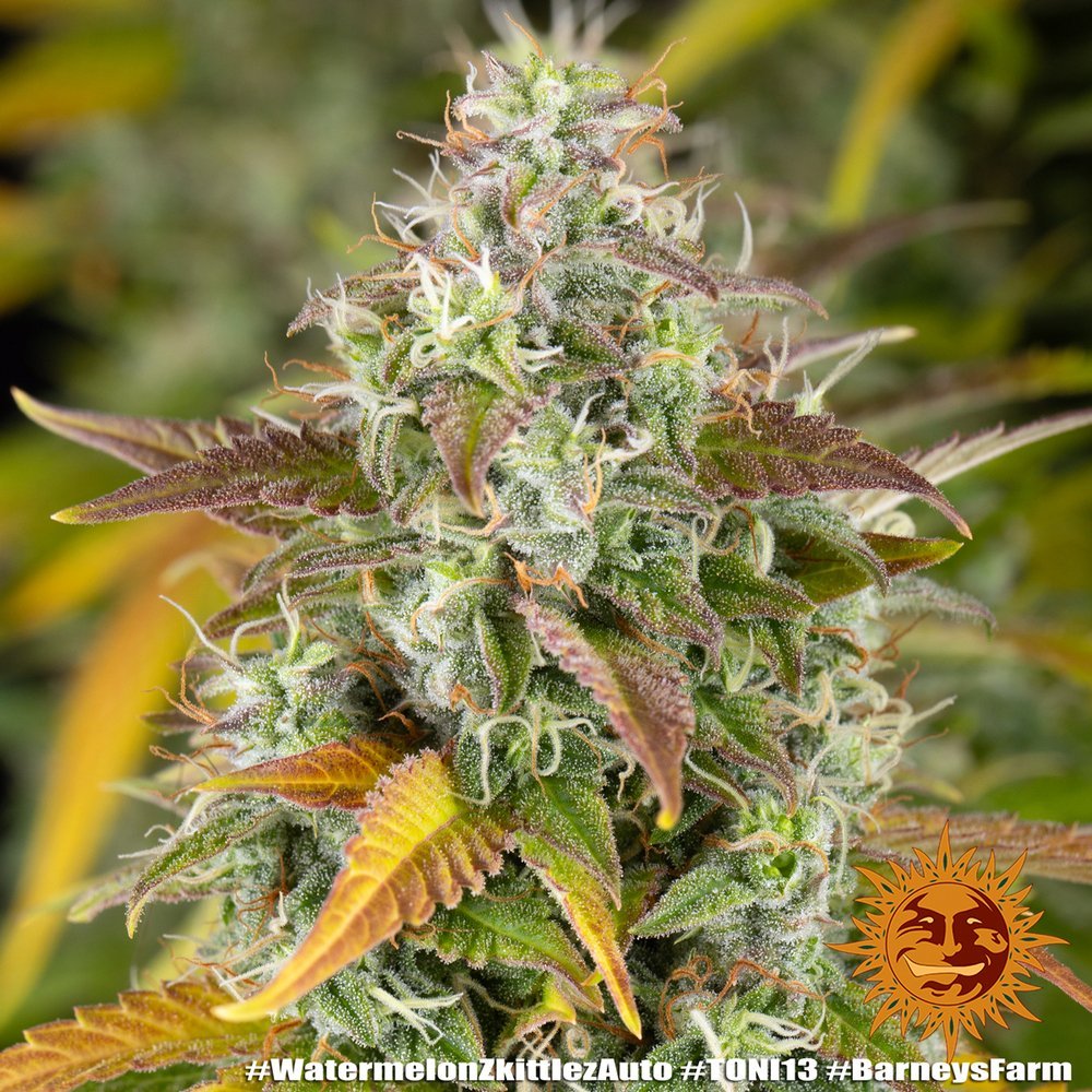 Barneys Farm Watermelon Zkittlez Auto 5