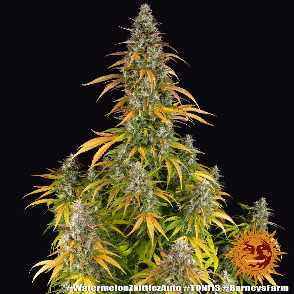 Barneys Farm Watermelon Zkittlez Auto 6