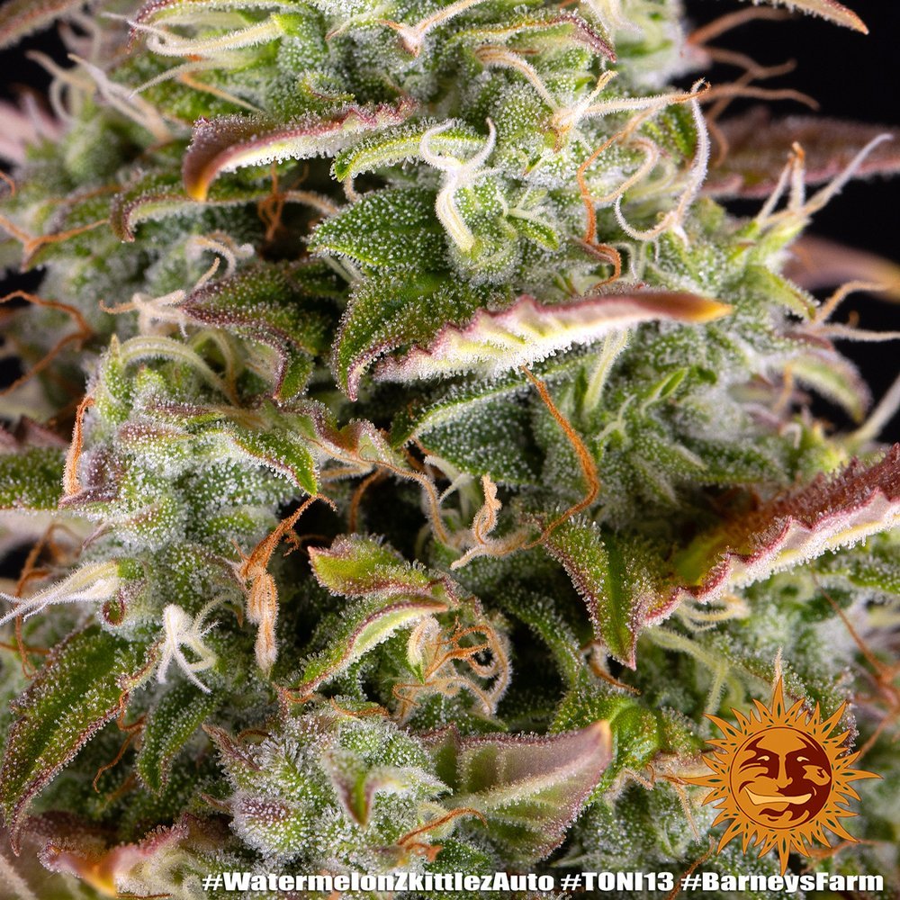 Barneys Farm Watermelon Zkittlez Auto 7