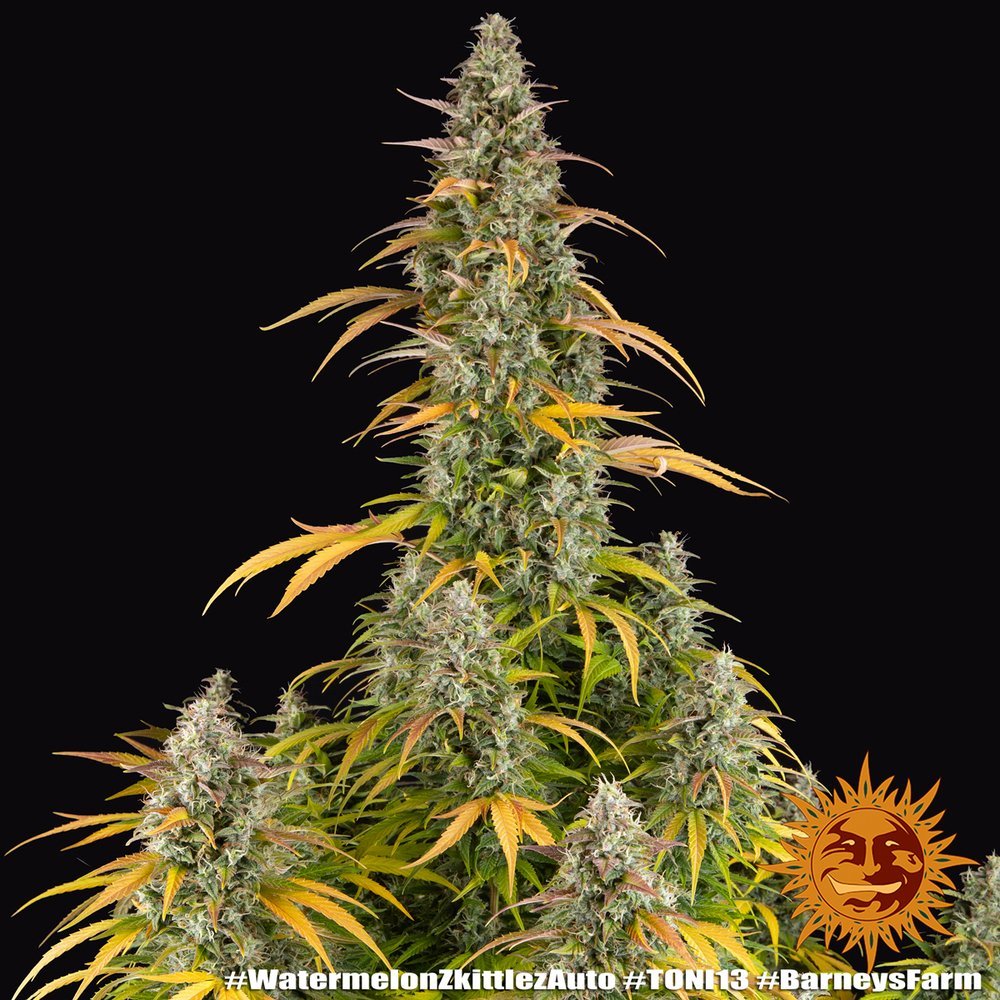 Barneys Farm Watermelon Zkittlez Auto 8