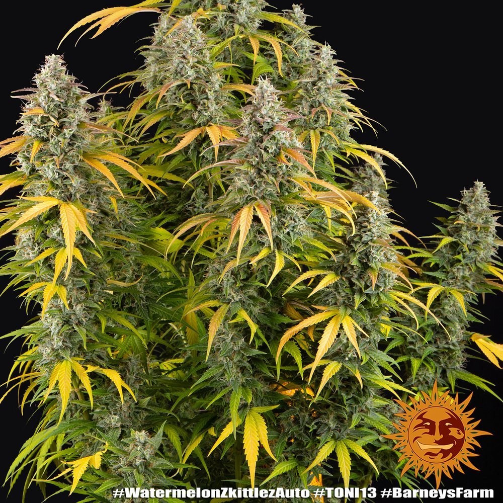 Barneys Farm Watermelon Zkittlez Auto 9