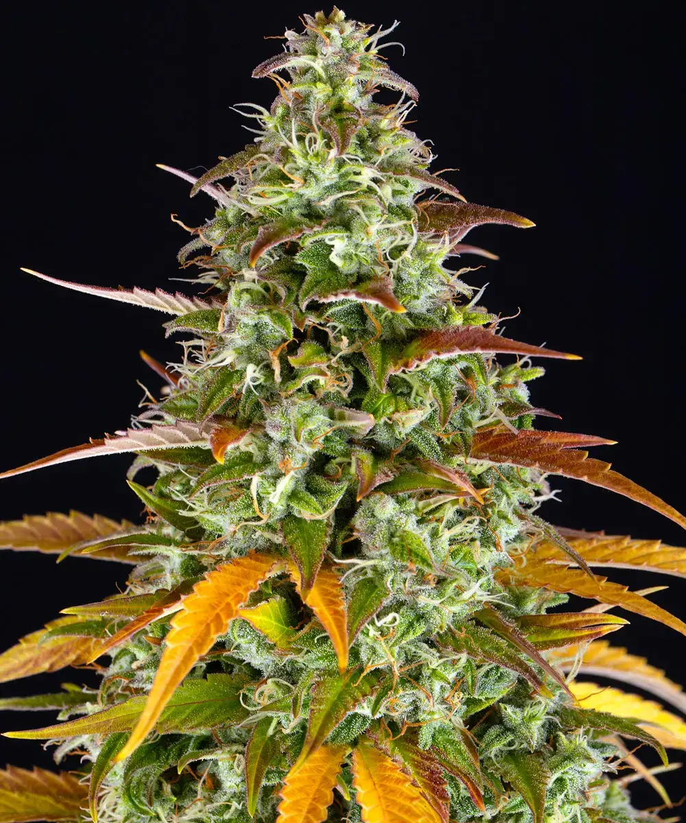 Barneys Farm Watermelon Zkittlez Auto