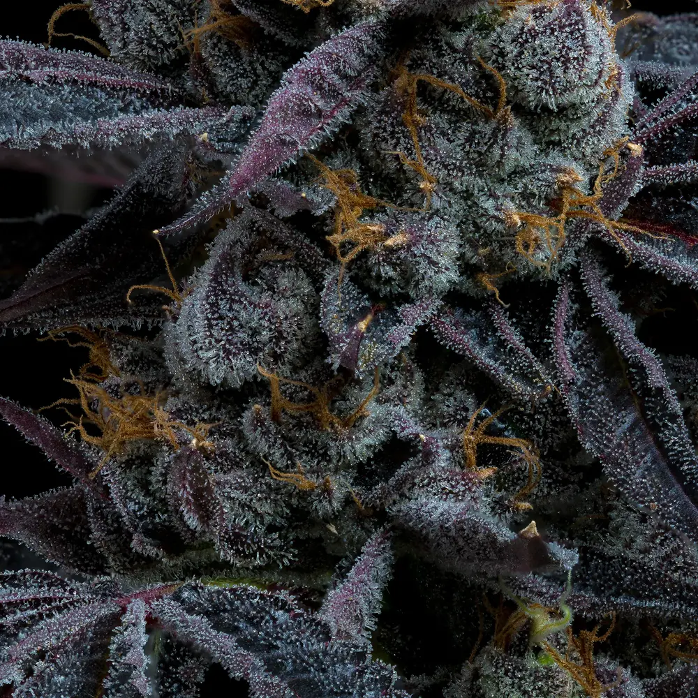 Barneys Farm White Runtz 3