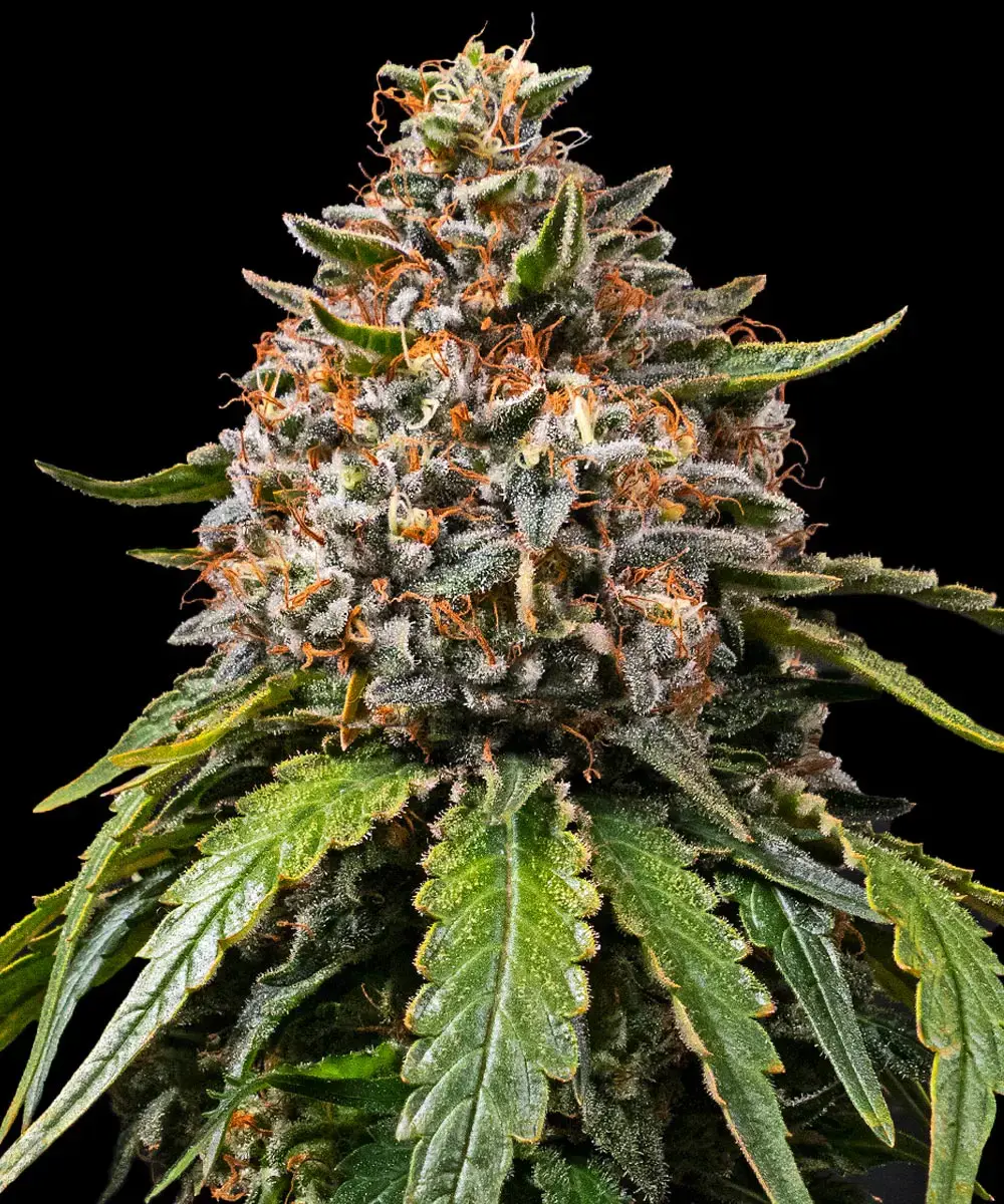 Barneys Farm White Widow XXL