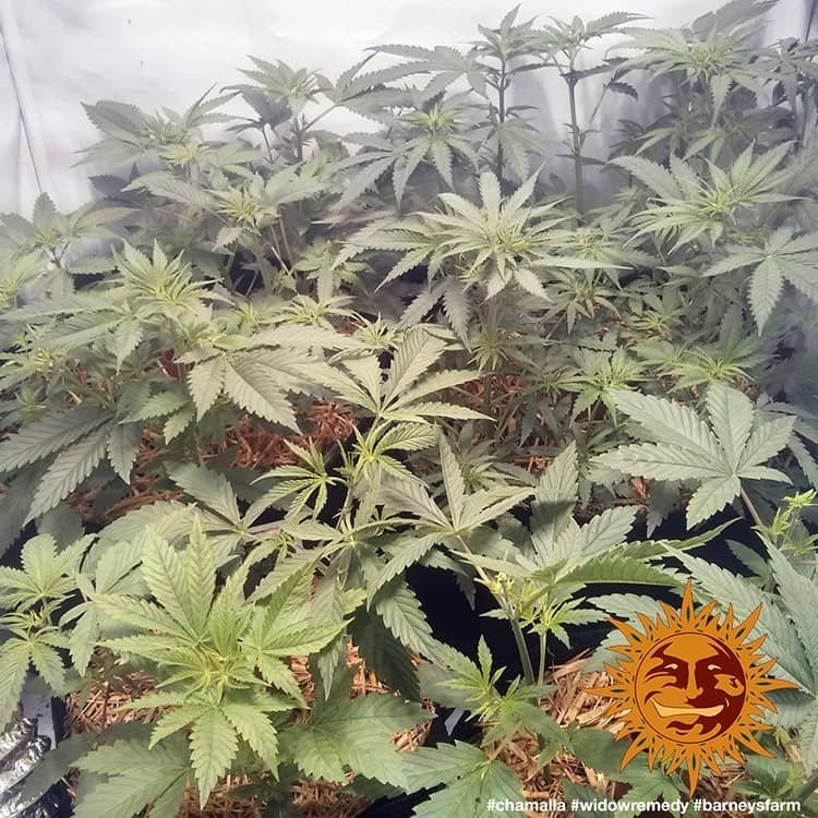 Barneys Farm Widow Remedy Regular 4