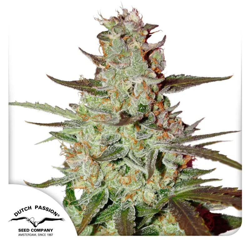 Blue Auto Mazar Dutch Passion Seed company