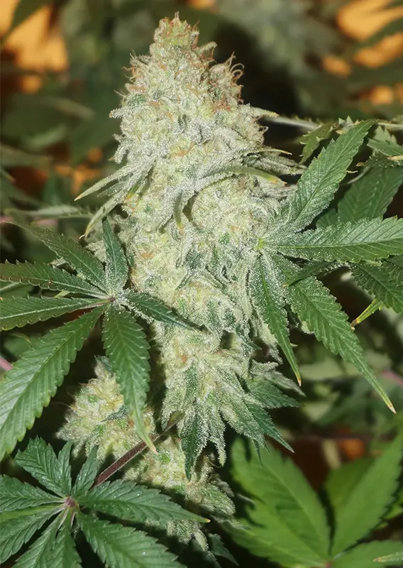 CBD Skunk Haze Dutch Passion Seed company v2B